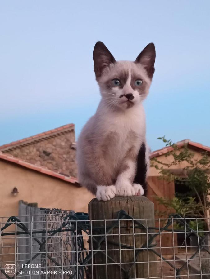 El Chozo Villa Fuentidueña Kültér fotó